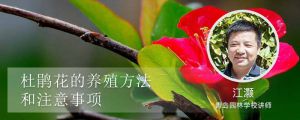 杜鹃花的养殖方法和注意事项