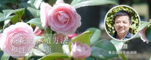 茶花的养殖方法和注意事项