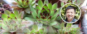 多肉观音莲养殖方法和注意事项