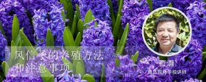 风信子的养殖方法和注意事项