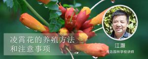 凌霄花的养殖方法和注意事项