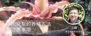 多肉凤梨的养殖方法和注意事项