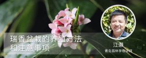 瑞香盆栽的养殖方法和注意事项