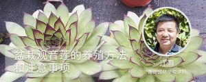盆栽观音莲的养殖方法和注意事项