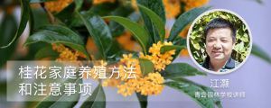 桂花家庭养殖方法和注意事项