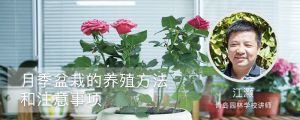 月季盆栽的养殖方法和注意事项