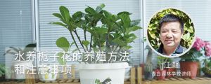 水养栀子花的养殖方法和注意事项