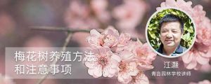 梅花树养殖方法和注意事项