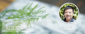 文竹的水培养殖方法和注意事项