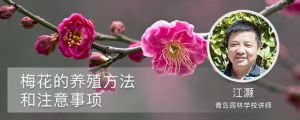 梅花的养殖方法和注意事项