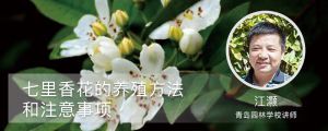 七里香花的养殖方法和注意事项