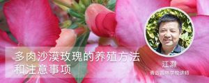 多肉沙漠玫瑰的养殖方法和注意事项