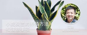小虎皮兰的养殖方法和注意事项