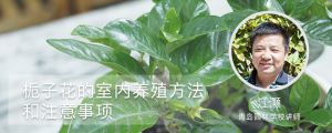栀子花的室内养殖方法和注意事项