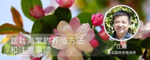 盆栽海棠的养殖方法和注意事项