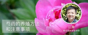 芍药的养殖方法和注意事项