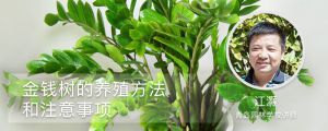 金钱树的室内养殖方法和注意事项