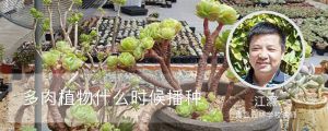 多肉植物什么时候播种