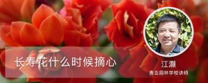 长寿花什么时候摘心