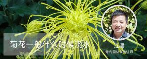 菊花一般什么时候浇水