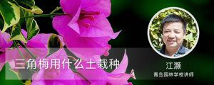 三角梅用什么土栽种