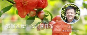 石榴盆栽什么时候开花