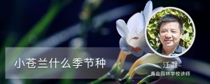 小苍兰什么季节种