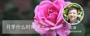 月季什么时候换土