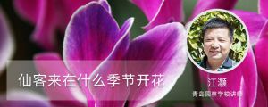 仙客来在什么季节开花