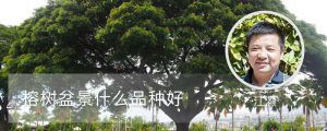 榕树盆景什么品种好