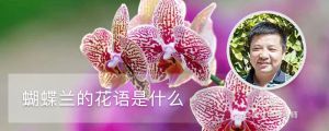 蝴蝶兰的花语是什么