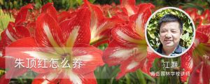 朱顶红怎么养