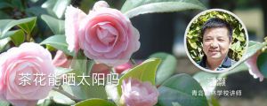 茶花能晒太阳吗，太阳一晒就蔫了是为什么