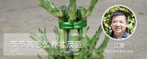 节节高怎么养才茂盛，和富贵竹一样吗