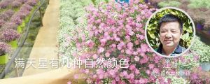 满天星有几种自然颜色，染满天星的染料有毒吗