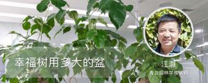 幸福树用多大的盆，多大才开花