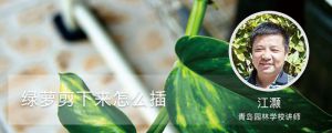 绿萝剪下来怎么插