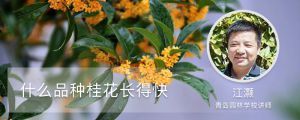 什么品种桂花长得快（有几种长得不高的品种）