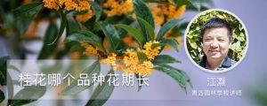 桂花哪个品种花期长