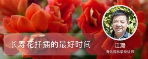 长寿花扦插的最好时间，几天生根