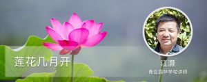 莲花几月开，怎么养