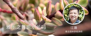 雅乐之舞能水长吗，能养多久