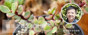 雅乐之舞怎样繁殖，为什么长的慢