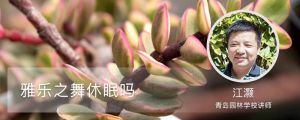 雅乐之舞休眠吗，休眠期怎么养