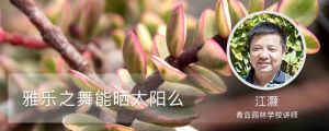 雅乐之舞能晒太阳么，可以放室外吗