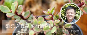 雅乐之舞是多肉植物吗，花语是什么