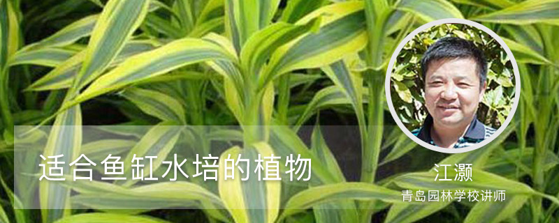 适合鱼缸水培的植物有什么