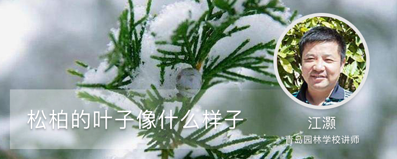 松柏的叶子像什么样子 松柏的叶子像什么样子