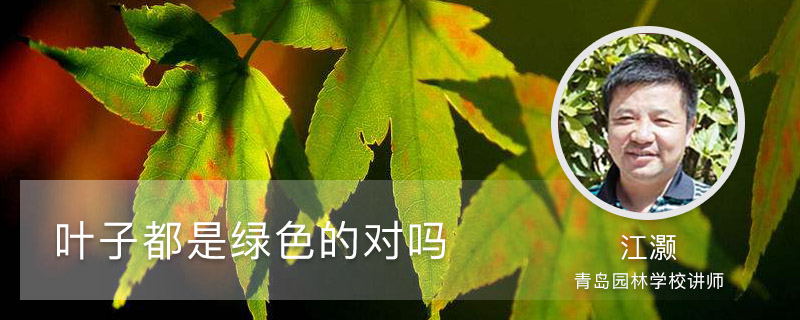叶子都是绿色的对吗 叶子都是绿色的对吗