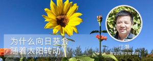 为什么向日葵会随着太阳转动，向着太阳开